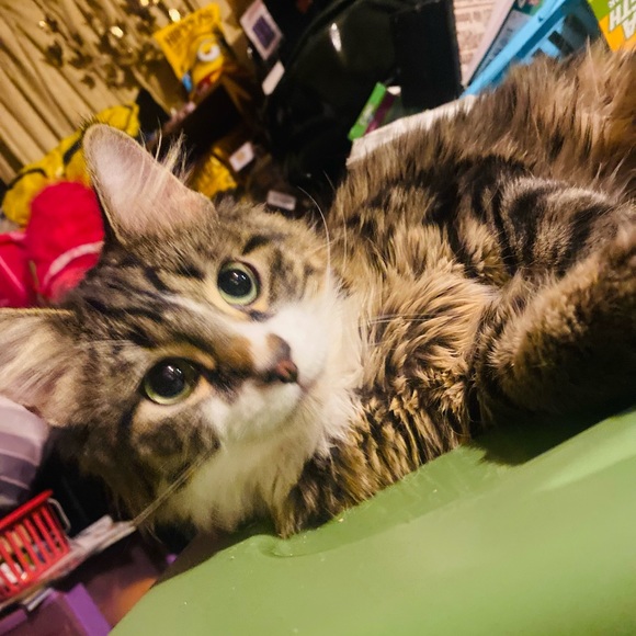 Meet your Posher, Lili - Picture 6 of 16